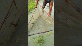 বিলে মাছ ধরলাম #fishing #shorts #fishingtechniques