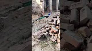 Peacock in home town near my mom's parent's home #peacock #trending #youtubeshorts #shorts