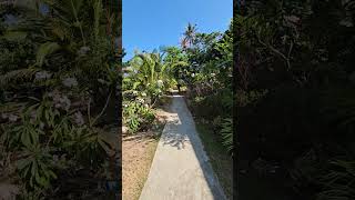 #tropical #tropicalgardens #nature #garden #plumeria #beautifulplace