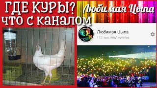 ГДЕ КУРЫ❓ЧТО СЛУЧИЛОСЬ❓читай в описании