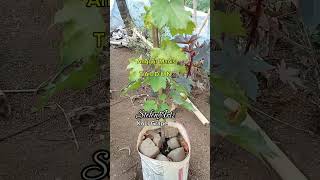 Hasil Cangkokan Anggur Manis Vatian Taldun || KoLi Grape Garden || Kolimasang - Flotim - NTT