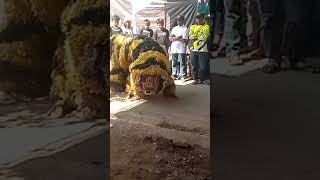 Macan Ontal vs Bangkung Tarung