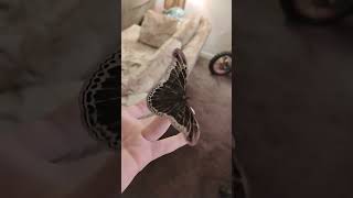 beautiful moth