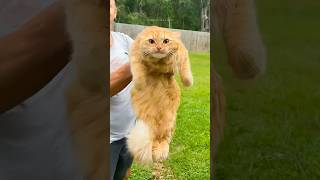 funny cats 😂 episode 224 #shorts