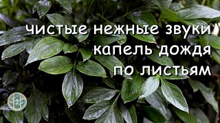 Вы быстро заснете под  нежный звук капель дождя по листьям в саду