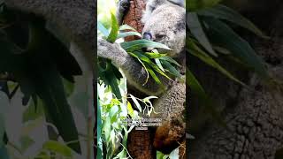 koala hewan yang sangat pemilih #short