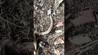 Slow Worm in the Lake District #mountains #wildcamp #travel #nature #lakedistrict