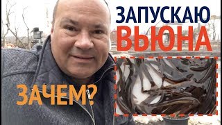 Вьюны в своем пруду. Зачем нужен вьюн? Чем кормится.