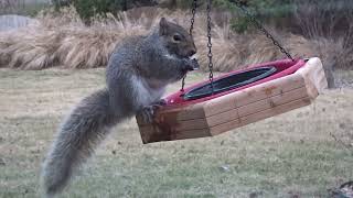 Acrobatic Gray Squirrel Earns Free Travel in Havahart 1079 Trap