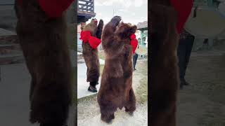 BEAR DANCE Dofteana 2023 😍 #amazing #viral #viralshorts #beardance #romania#traditional #wow