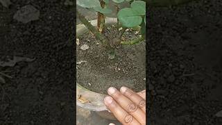 गुलाब के पौधे से ज्यादा बेसल शूट कैसे पाएं | Rose Plant Care | Basal Shoots