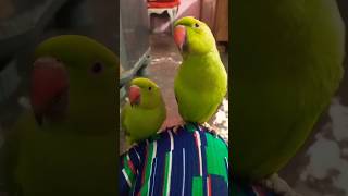 #parrot #talkingparrot #new #shortsfeed#youtubeshorts #shorts#tota#trendingshorts #parrotspeak#birds