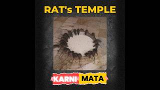 Temple of rats in Rajasthan | #shorts #karnimata