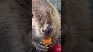 Finding a piece of sweet potato that Stormy left, makes it even better. #beavers #cute #asmr