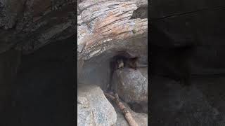 Rock Hyrax Pups