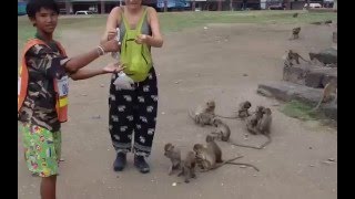 Feeding the monkeys at Lopburi, Thailand