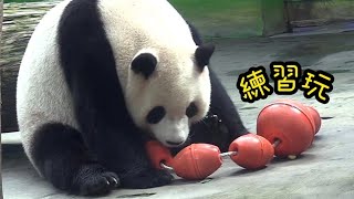 圓寶玩玩具，圓寶認真模樣好可愛|熊貓貓熊The Giant Panda Yuan Yuan and Yuan Bao|台北市立動物園