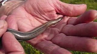 Meet a female Slow Worm