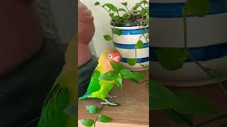 سر ترويض طائر الفيشر 🦜🥭 في يوم واحد