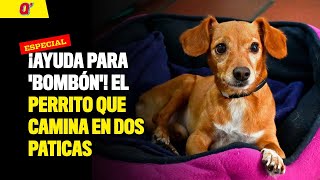 ¡Ayuda para 'Bombón'! El perrito que camina en dos paticas | Qhubo Cali