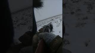 Добыл ОГРОМНОГО волка!,охота на волков wolf survival,wolf hunt