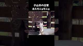 【可愛いなぁ】#ヤギ #山羊 #animal #アニマル #自然 #もふもふ #もぐもぐタイム #子山羊 #ハイジ #comedy #shorts