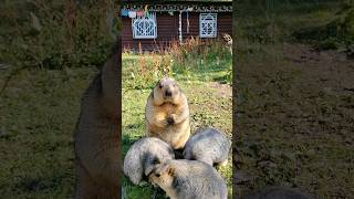 Chubby Himalayan Marmot Dad and His Three Adorable Kids#cutemarmot #marmot #cuteanimals #marmota