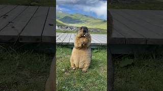 Handsome Himalayan Marmot Stealing Hearts!#cutemarmot #cuteanimals #marmot #marmota #wildlife #cute