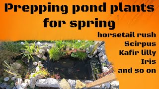 Getting pond plants ready for new season