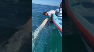 he is petting a whale see what happens next #shorts #love #animals #cute #dangerous #viral #whale