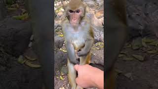 TIK TOK MUITO DIVERTIDO MACAQUINHO CHATEADO COM HUMANO KKKKKKKK #shorts