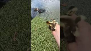 #funny #duck #cute #animals #pets #animal #dog #youtubeshorts #kitten #cat #rescue