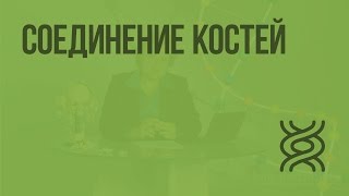 Соединение костей. Видеоурок по биологии 8 класс