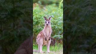 Kangaroo Slideshow - #kangaroo #kangarooaustralia #kangaroos #australia #animals #animallover