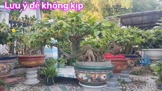 ae mới tập chơi cần lưu ý khi mai đã vô nụ kim và chăm sóc khi cây đã ôm nụ