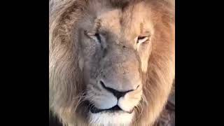 roar of a lion #shorts #love #animals ##dangerous #viral #lion #king #wildlife #beast #cute