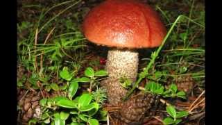 Mushrooms in Yakutia. Грибной рай Якутии. Живая природа. GoldenAldan.Ru