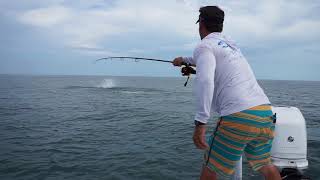 Tarpon jumps on light tackle