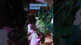 Splitting blue star fern into 2 藍星蕨分株