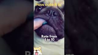 Cute animals - Funny actions