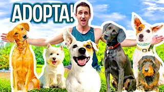 Adoptamos A TODOS LOS PERROS de esta Feria de Adopción!