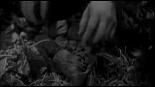 How to feed silkworms - Spring Silkworms (1933)