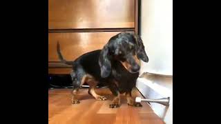 Dachshund vs. Door Stop