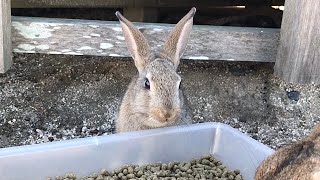 Baby rabbits found the pellets tasty!