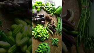 My kitchen garden vegetables Harvesting organic gardening