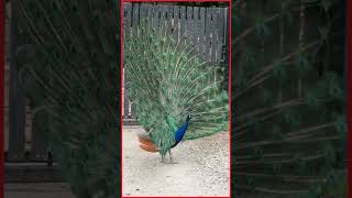 Witnessing Nature's Majesty: Amazing Birds - The Peacock#shorts #birds #peacock #peafowl #nature