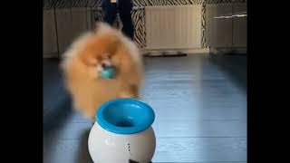 Perpetuum mobile. Pomeranian playing with launching machine. 😄😄👍👍