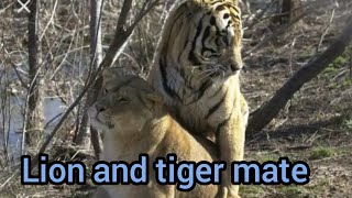 Lion And Tiger Mate