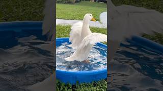 Just a duck taking a bath. #fyp #cute #cuteanimals #relaxing #smile #happy