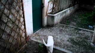 Chuck Nonoss le labrador joue avec le chaton- yellow lab puppy playing with the cat